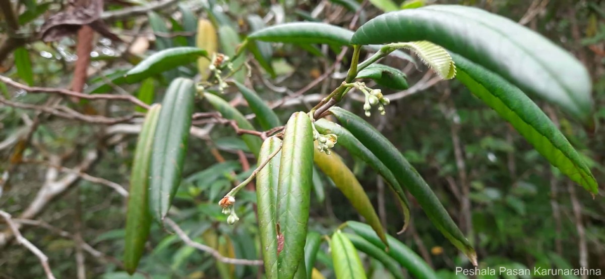 Schumacheria angustifolia Hook.f. & Thomson